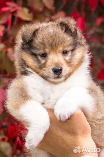 Девочка Шелти