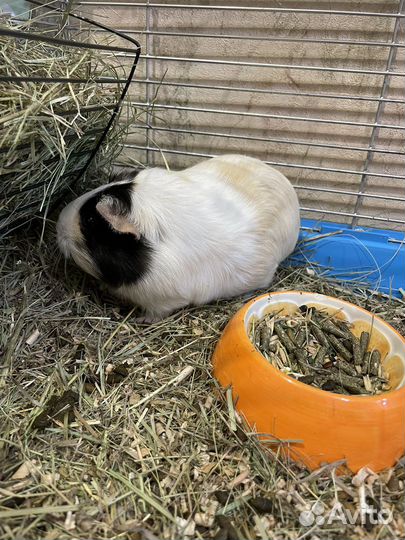 Морская свинка