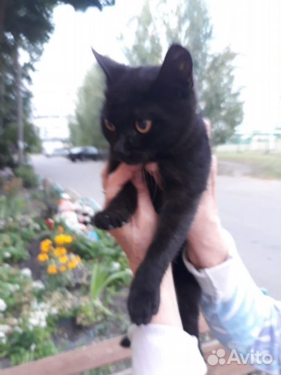 Котенок лапочка- девочка