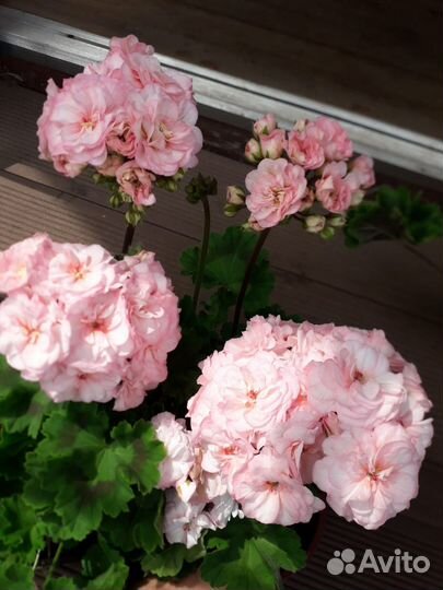 Пеларгония герань