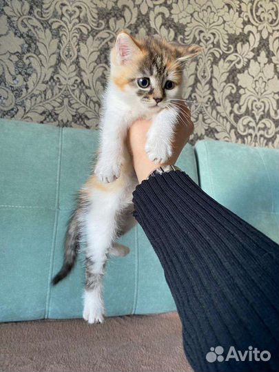Котята мейн-кун