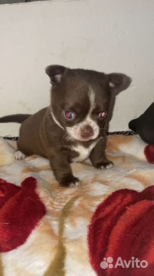 Щенки чихуахуа