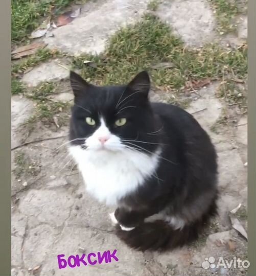 Спасите котика
