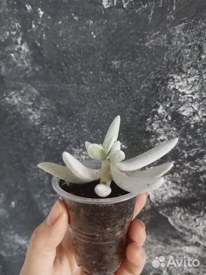 Крестовник хаворти