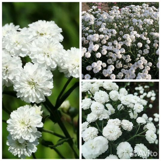 Тысячелистник, лилейники и др