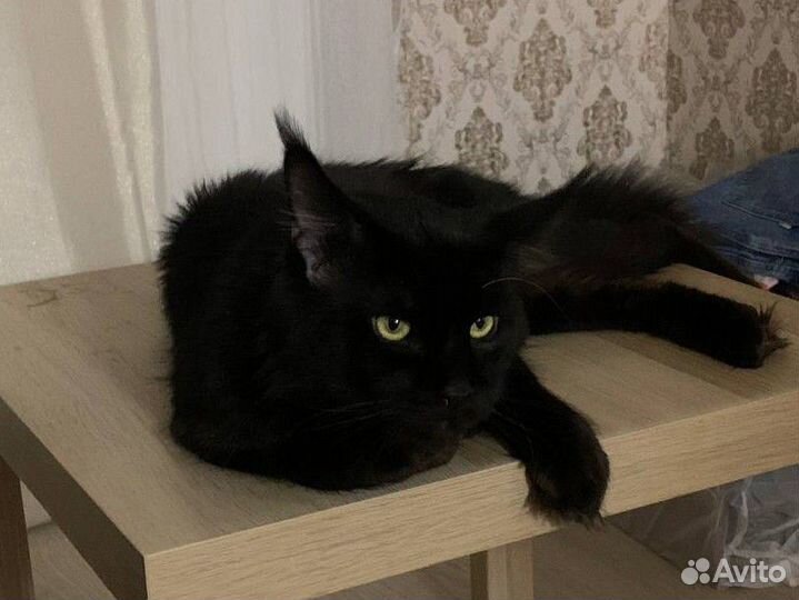 Кот на вязку мейн-кун