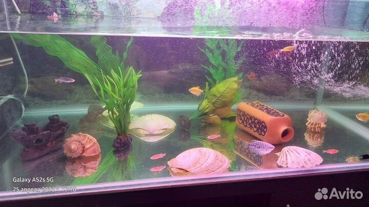 Аквариумистика