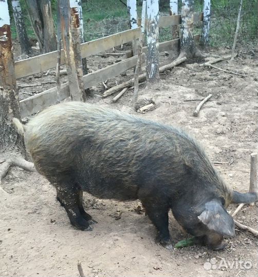 Поросята мангалицы