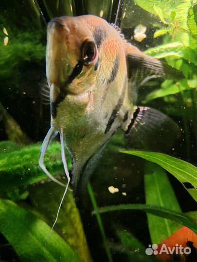 Аквариумные рыбки