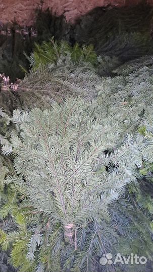 Веники из пихты