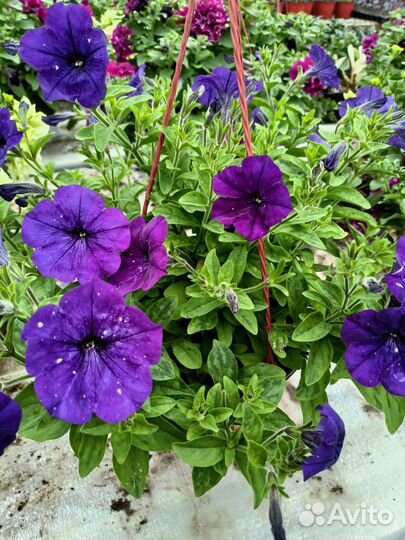 Петуния в кашпо