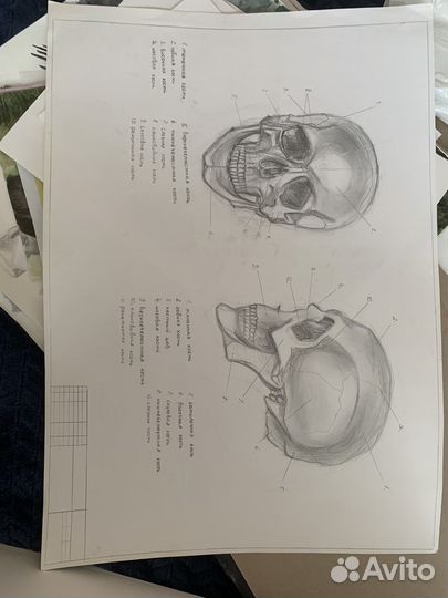 Художественные работы по анатомии человека
