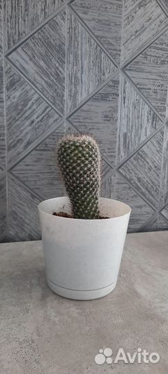 Кактус