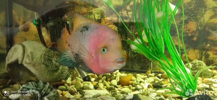 Вьеха радужная