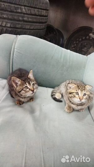 Котята