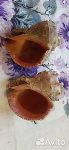 Ракушка Рапана