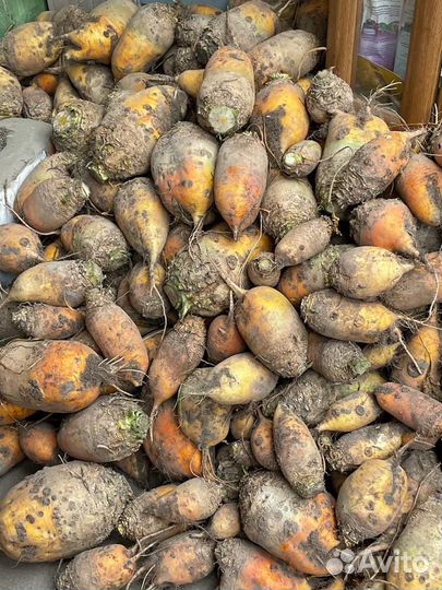 Свекла кормовая