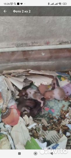 Сирийский хомяк