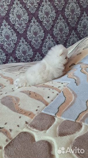 Вязка белый померанец