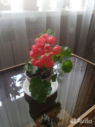 Пеларгония герань