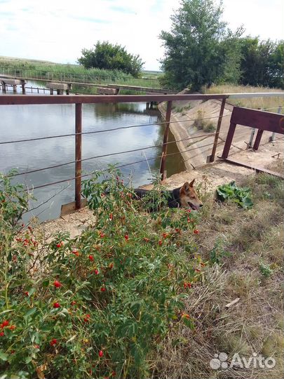 Шиповник свежий сбор