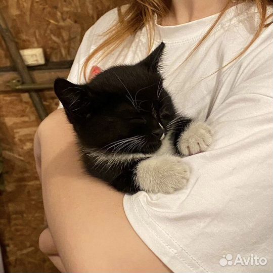 Котенок ищет дом