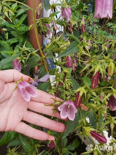 Колокольчик кустовой