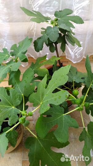 Фуксия-Комнатные растения Рассада Саженцы и Экзоты