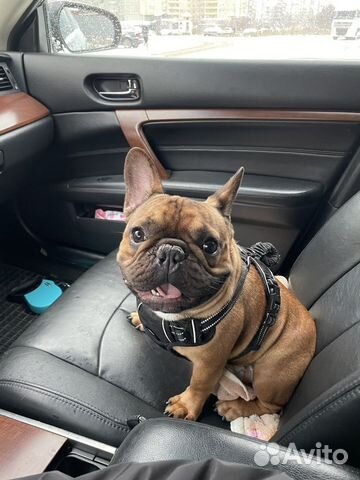 Французский бульдог кобель вязка