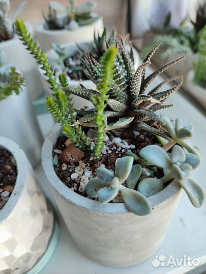 Флорариум суккуленты