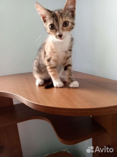 Котенок Злата