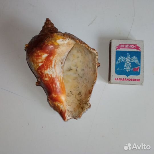 Морская ракушка