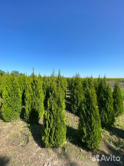 Туя Смарагд 80-100 см