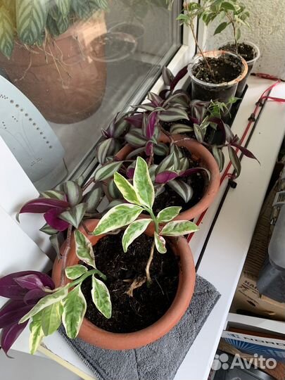 Домашние цветы