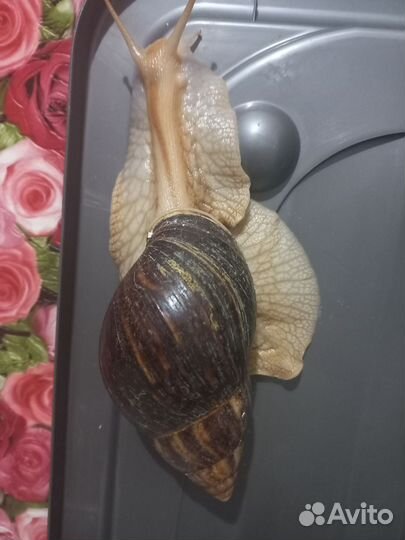 Улитки ахатины