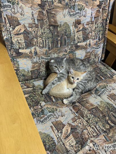 Отдам в добрые руки