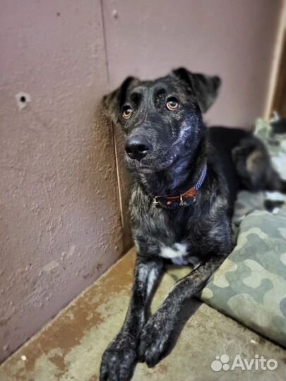 Тигровые собачки