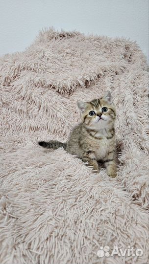 Шотландские вислоухие и прямоухие котята