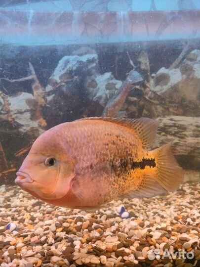 Аквариумные рыбки