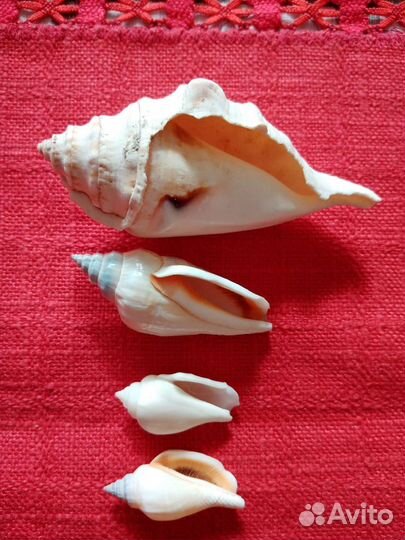 Морские ракушки раковины