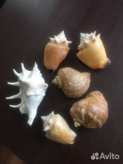 Морские ракушки