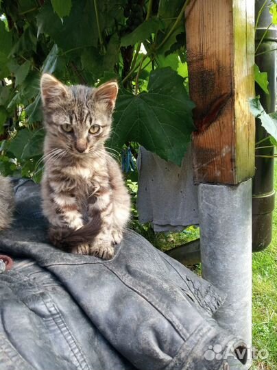Котенок мальчик 4 мес