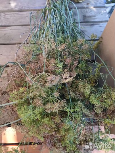 Зонтики укропа