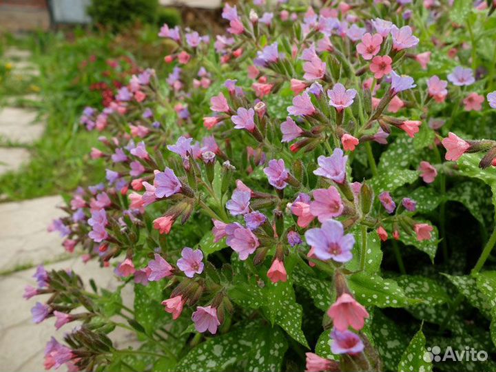 Садовые многолетники