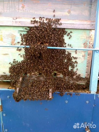 Пчеломатки бакфаст