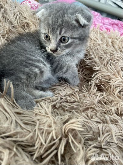 Британские котята