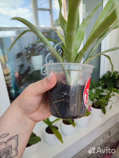 Бильбергия поникающая