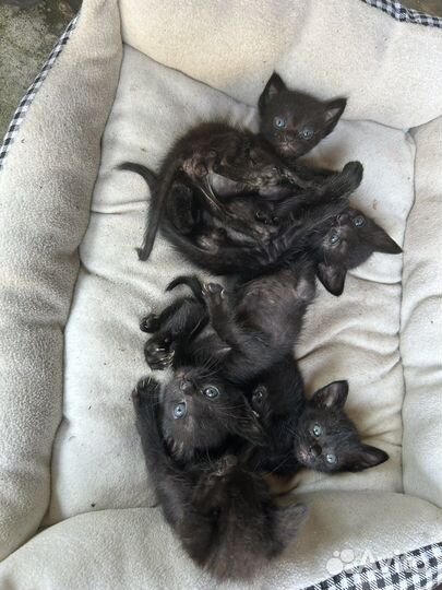 Черные котята