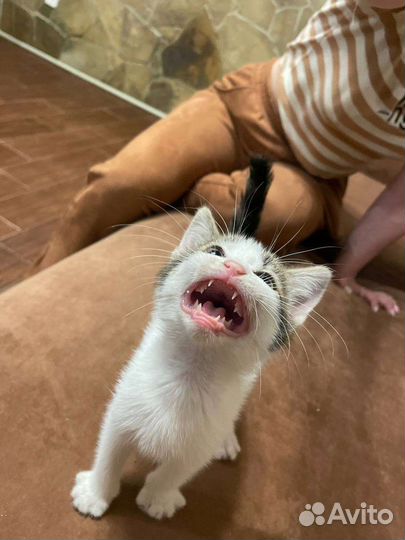 Кошка в дар