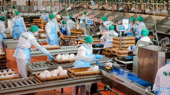 Вахтовая работа на птицефабрике в регионе Пермь